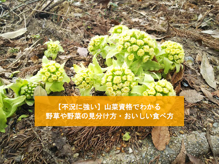【不況に強い】山菜資格でわかる野草や野菜の見分け方・おいしい食べ方